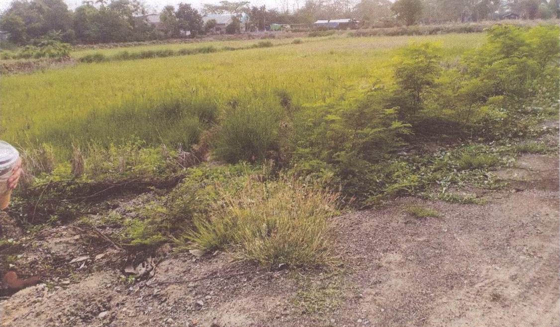 ขายทอดตลาด ที่ดินว่างเปล่า ต.เทพคีรี อ.นาวัง จ.หนองบัวลำภู