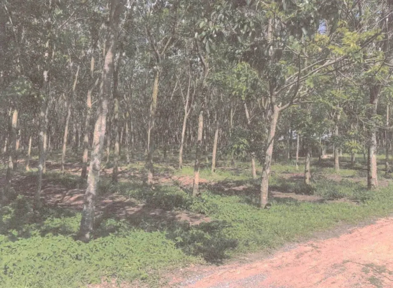 ขายทอดตลาด ที่ดินว่างเปล่า ต.โนนทัน อ.เมืองหนองบัวลำภู จ.หนองบัวลำภู