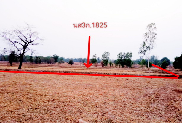 ขายทอดตลาด ที่ดินว่างเปล่า ต.พังเคน อ.นาตาล จ.อุบลราชธานี