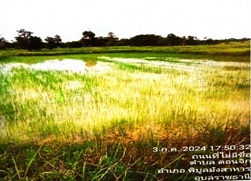 ขายทอดตลาด ที่ดินว่างเปล่า ต.ดอนจิก อ.พิบูลมังสาหาร จ.อุบลราชธานี