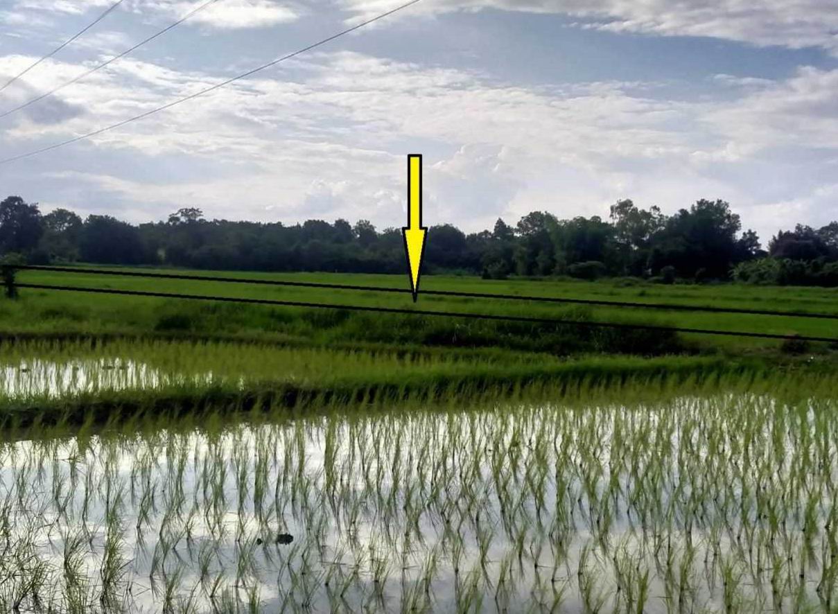 ขายทอดตลาด ที่ดินว่างเปล่า ต.ลำภู อ.เมืองหนองบัวลำภู จ.หนองบัวลำภู