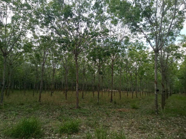 ขายทอดตลาด ที่ดินพร้อมสิ่งปลูกสร้าง ต.เขื่องใน อ.เขื่องใน จ.อุบลราชธานี