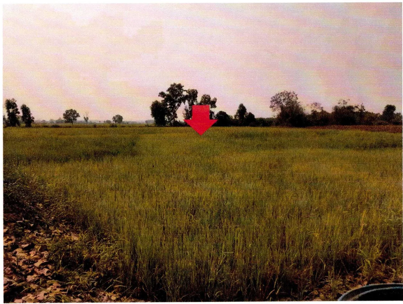 ขายทอดตลาด ที่ดินว่างเปล่า ต.หนองปลาปาก อ.ศรีเชียงใหม่ จ.หนองคาย