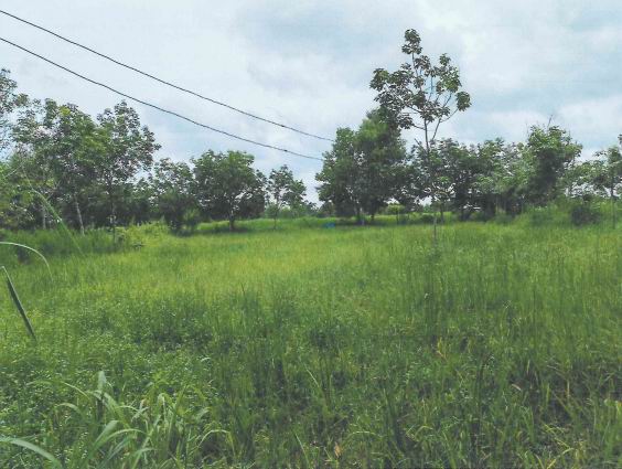 ขายทอดตลาด ที่ดินว่างเปล่า ต.โพนเมือง อ.เหล่าเสือโก้ก จ.อุบลราชธานี