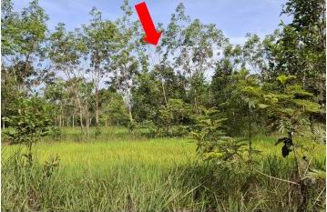 ขายทอดตลาด ที่ดินว่างเปล่า ต.กุดบง อ.โพนพิสัย จ.หนองคาย