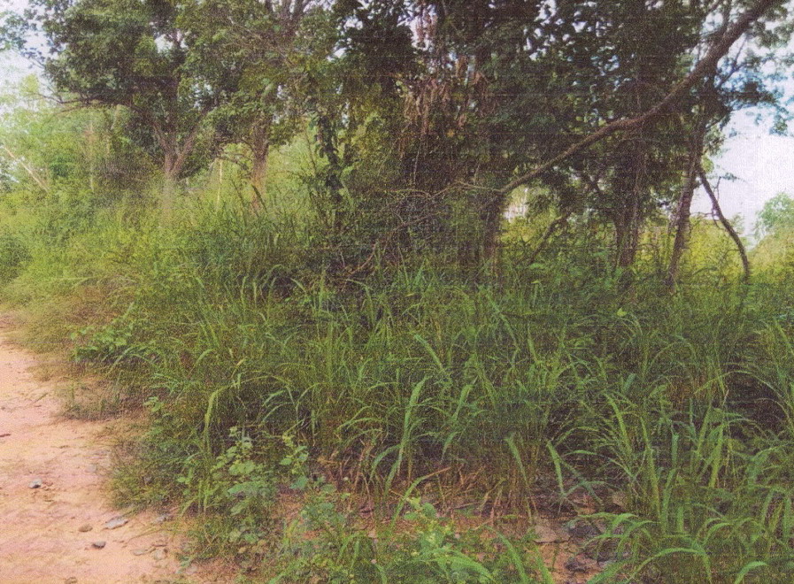 ขายทอดตลาด ที่ดินว่างเปล่า ต.หนองบัว อ.เมืองหนองบัวลำภู จ.หนองบัวลำภู