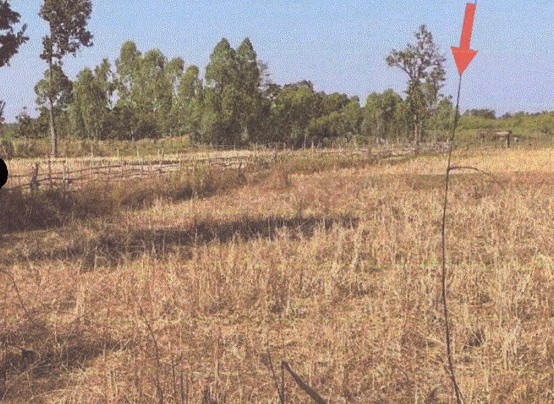 ขายทอดตลาด ที่ดินว่างเปล่า ต.หนองบัวใต้ อ.ศรีบุญเรือง จ.หนองบัวลำภู