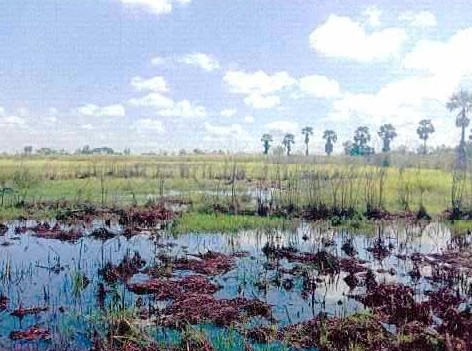 ขายทอดตลาด ที่ดินว่างเปล่า ต.โพนทอง อ.โพธิ์ตาก จ.หนองคาย