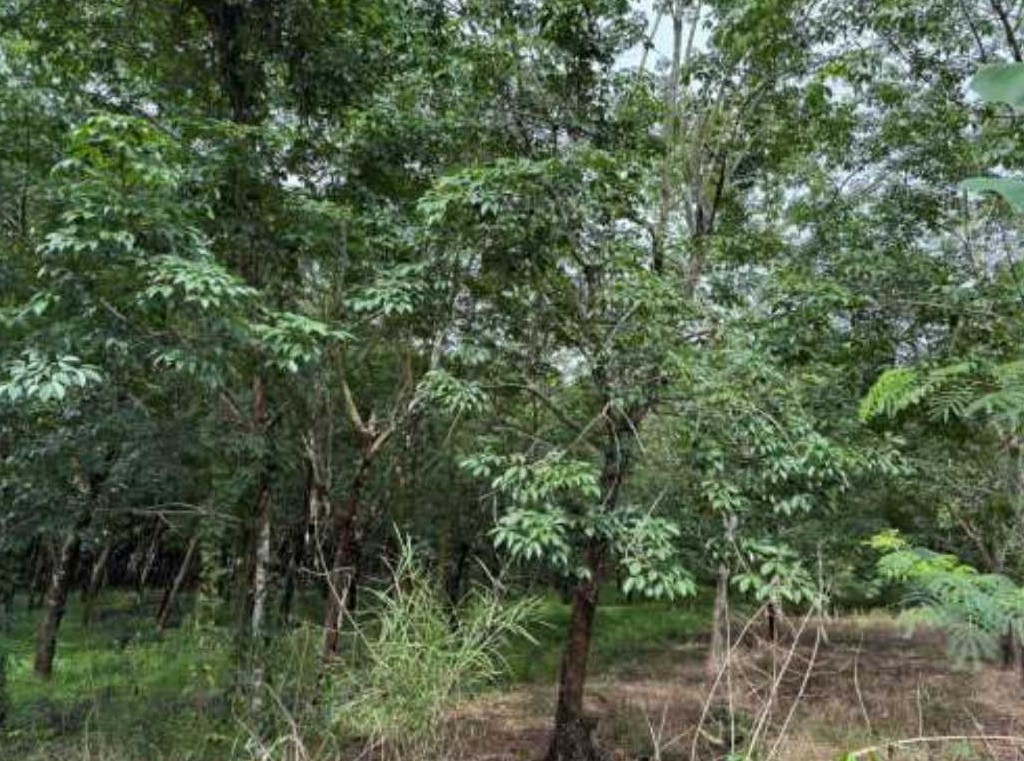 ขายทอดตลาด ที่ดินว่างเปล่า ต.กุดสะเทียน อ.ศรีบุญเรือง จ.หนองบัวลำภู