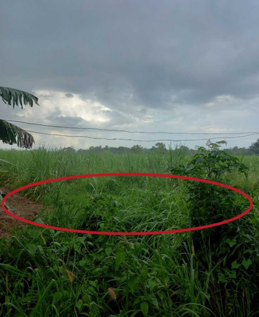 ขายทอดตลาด ที่ดินว่างเปล่า ต.หนองหว้า อ.เมืองหนองบัวลำภู จ.หนองบัวลำภู