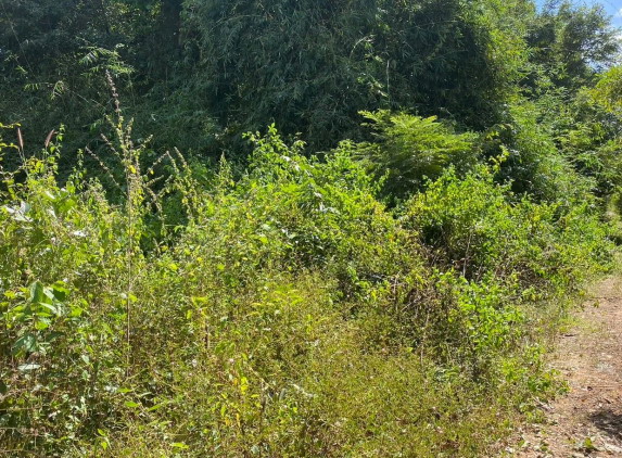 ขายทอดตลาด ที่ดินว่างเปล่า ต.แพงใหญ่ อ.เหล่าเสือโก้ก จ.อุบลราชธานี