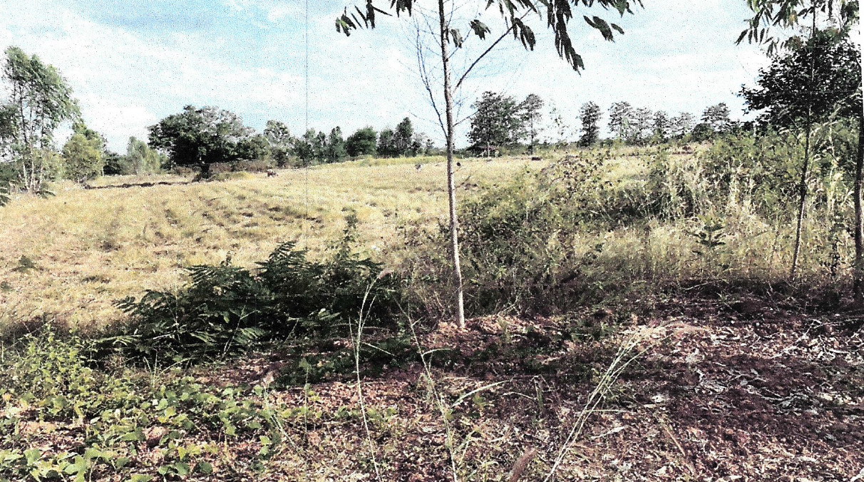 ขายทอดตลาด ที่ดินว่างเปล่า ต.หนองกระทุ่ม อ.ทัพทัน จ.อุทัยธานี