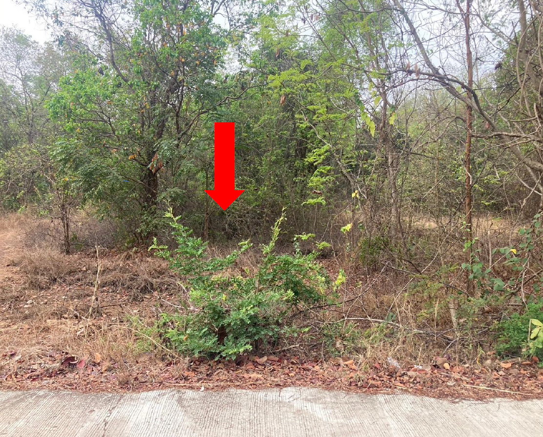ขายทอดตลาด ที่ดินว่างเปล่า ต.ยางโยภาพ อ.ม่วงสามสิบ จ.อุบลราชธานี