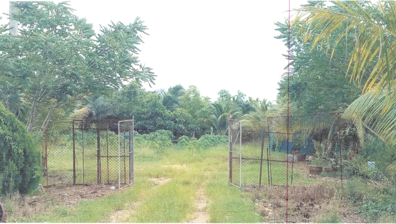 ขายทอดตลาด ที่ดินว่างเปล่า ต.ท่าทอง อ.กาญจนดิษฐ์ จ.สุราษฎร์ธานี