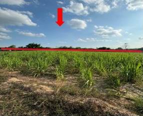 ขายทอดตลาด ที่ดินว่างเปล่า ต.เมืองพาน อ.บ้านผือ จ.อุดรธานี