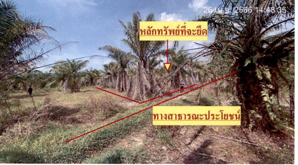 ขายทอดตลาด ที่ดินว่างเปล่า ต.กะแดะ อ.กาญจนดิษฐ์ จ.สุราษฎร์ธานี