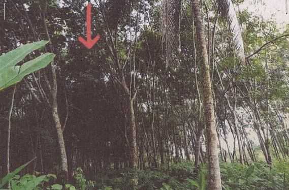 ขายทอดตลาด ที่ดินว่างเปล่า ต.หนองโน อ.กระนวน จ.ขอนแก่น