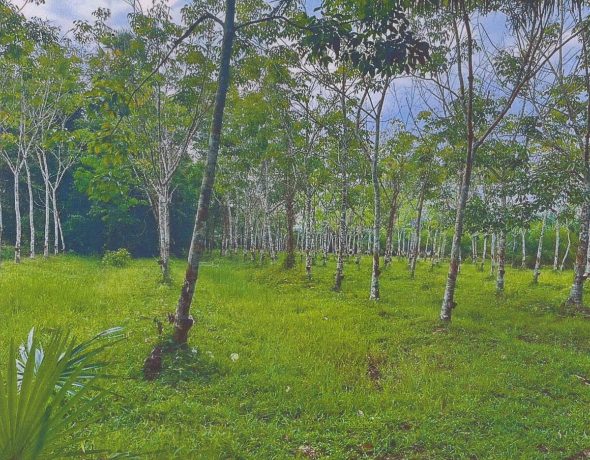 ขายทอดตลาด ที่ดินว่างเปล่า ต.น้ำรอบ อ.พุนพิน จ.สุราษฎร์ธานี