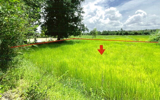 ขายทอดตลาด ที่ดินว่างเปล่า ต.บุ่งแก้ว อ.โนนสะอาด จ.อุดรธานี