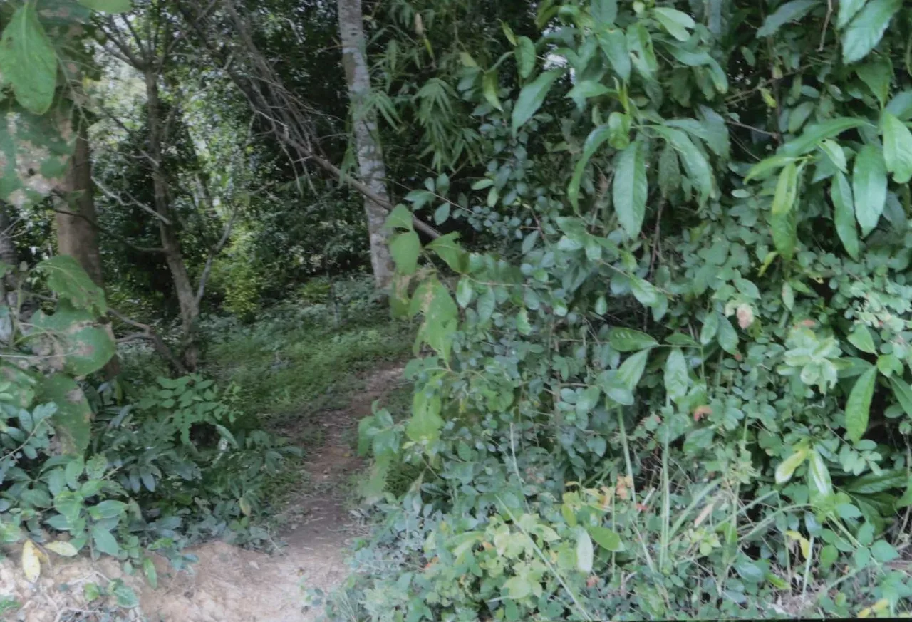 ขายทอดตลาด ที่ดินว่างเปล่า ต.ฝายหลวง อ.ลับแล จ.อุตรดิตถ์