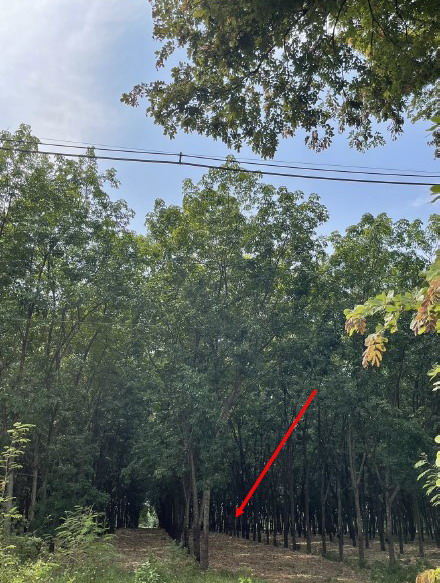 ขายทอดตลาด ที่ดินว่างเปล่า ต.หนองวัวซอ อ.หนองวัวซอ จ.อุดรธานี