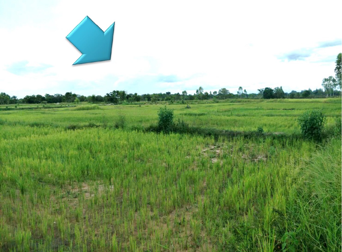 ขายทอดตลาด ที่ดินว่างเปล่า ต.บ้านขาว อ.เมือง จ.อุดรธานี