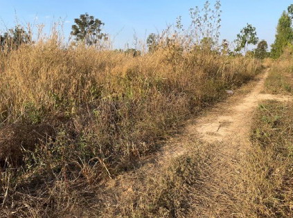 ขายทอดตลาด ที่ดินว่างเปล่า ต.หัวนา อ.เขมราฐ จ.อุบลราชธานี