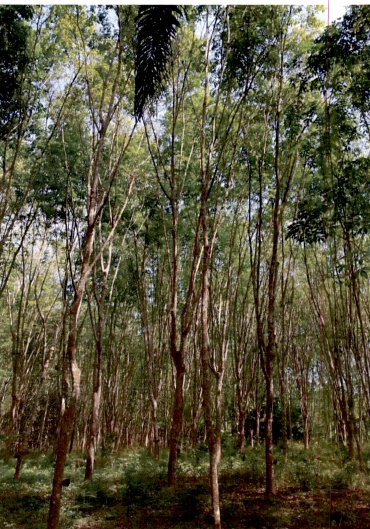 ขายทอดตลาด ที่ดินว่างเปล่า ต.ท่าสะท้อน อ.พุนพิน จ.สุราษฎร์ธานี