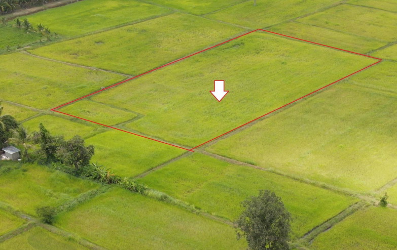 ขายทอดตลาด ที่ดินว่างเปล่า ต.ค้อน้อย อ.สำโรง จ.อุบลราชธานี