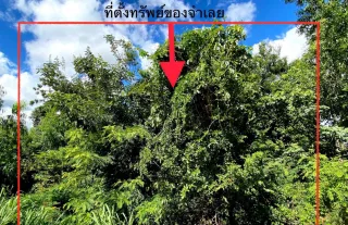 รูปทรัพย์ 2