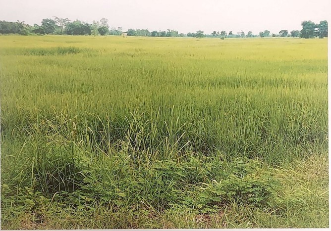 ขายทอดตลาด ที่ดินว่างเปล่า จ.อุดรธานี