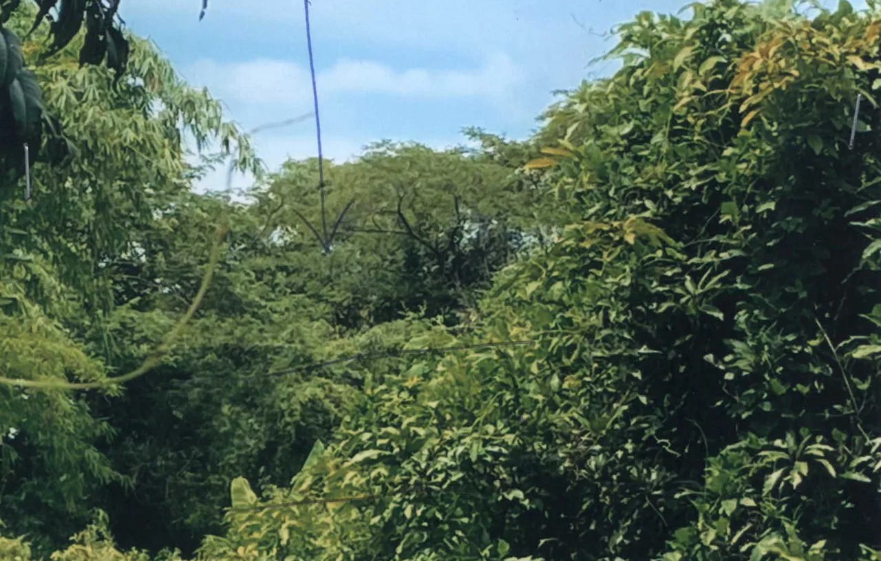ขายทอดตลาด ที่ดินว่างเปล่า ต.คอรุม อ.พิชัย จ.อุตรดิตถ์