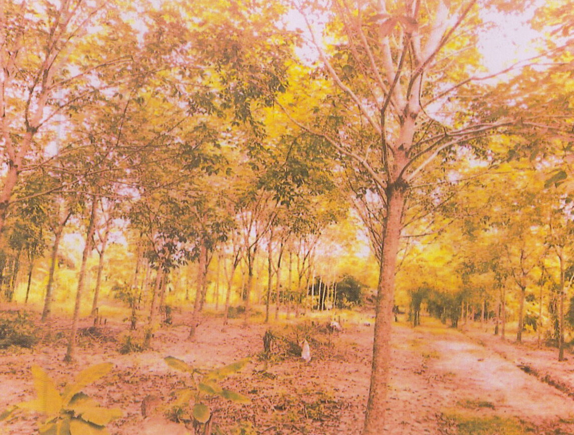 ขายทอดตลาด ที่ดินว่างเปล่า ต.ทุ่งกง อ.กาญจนดิษฐ์ จ.สุราษฎร์ธานี