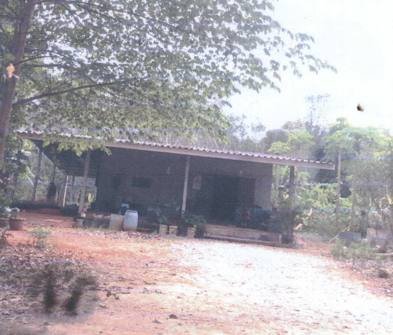ขายทอดตลาด ที่ดินพร้อมสิ่งปลูกสร้าง ต.บางมะเดื่อ อ.พุนพิน จ.สุราษฎร์ธานี