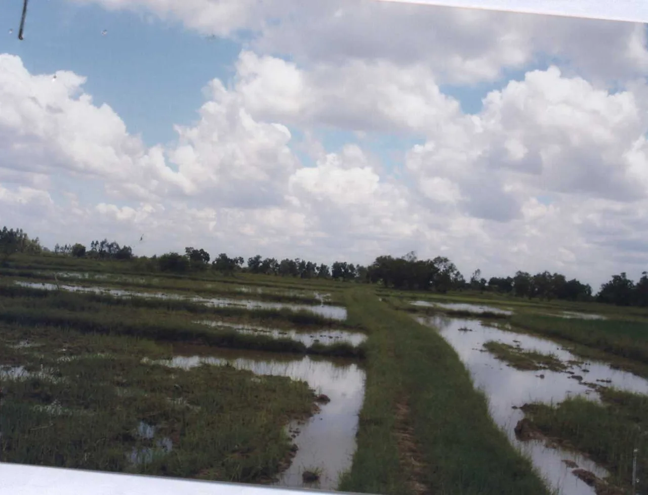 ขายทอดตลาด ที่ดินว่างเปล่า ต.แจระแม อ.เมืองอุบลราชธานี จ.อุบลราชธานี