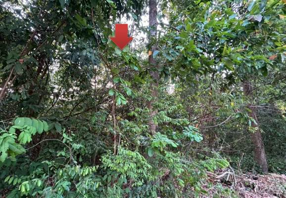 ขายทอดตลาด ที่ดินว่างเปล่า ต.ไร่น้อย อ.เมืองอุบลราชธานี จ.อุบลราชธานี