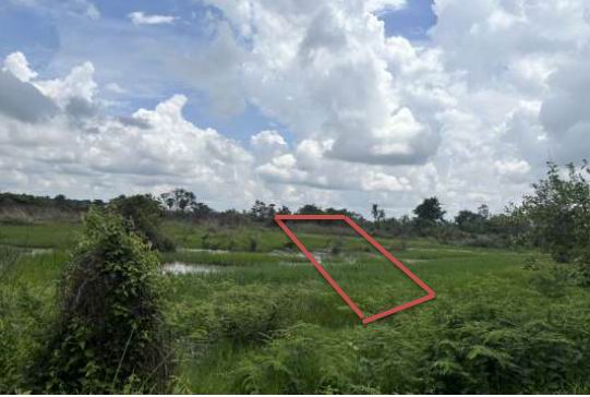 ขายทอดตลาด ที่ดินว่างเปล่า ต.หนองบ่อ อ.เมืองอุบลราชธานี จ.อุบลราชธานี