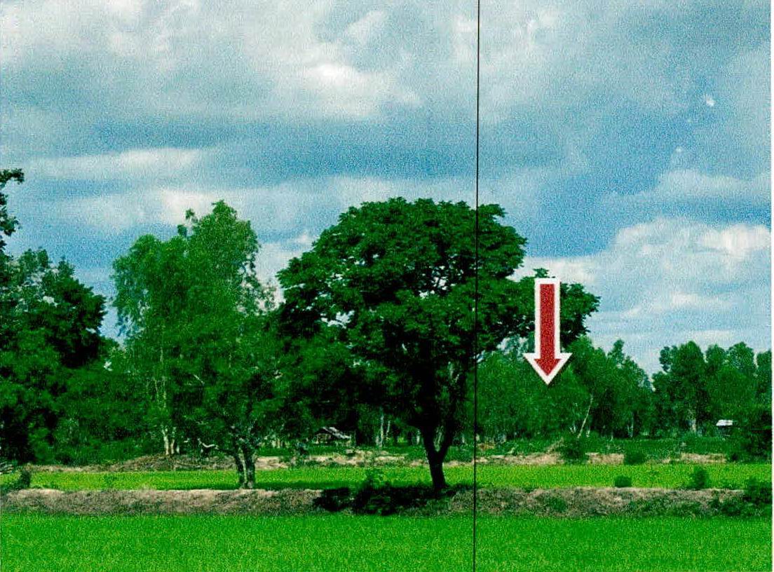 ขายทอดตลาด ที่ดินว่างเปล่า ต.หนองฮาง อ.ม่วงสามสิบ จ.อุบลราชธานี