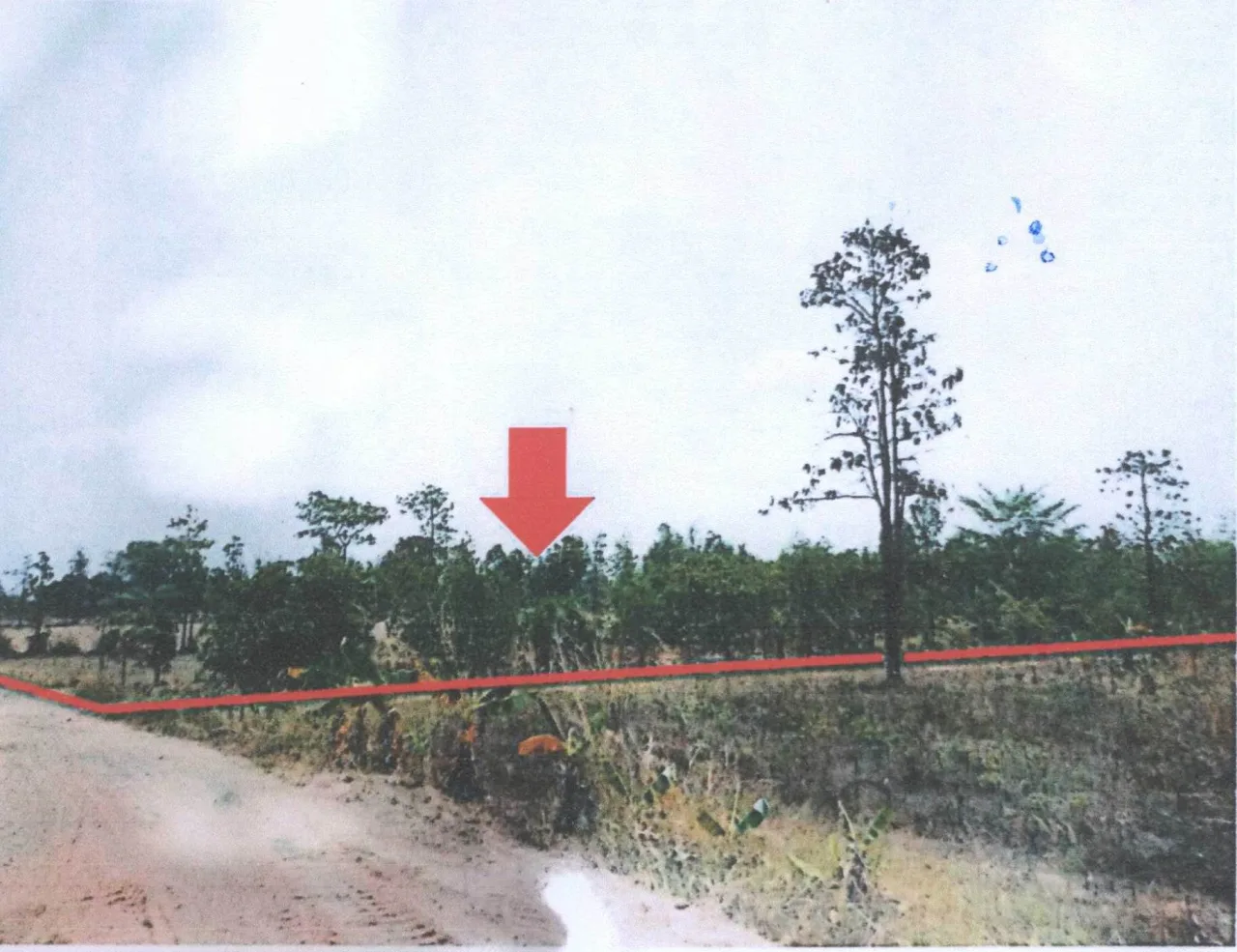 ขายทอดตลาด ที่ดินว่างเปล่า ต.หนองแสงใหญ่ อ.โขงเจียม จ.อุบลราชธานี
