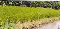 รูปทรัพย์ 1
