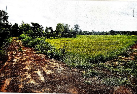 ขายทอดตลาด ที่ดินว่างเปล่า ต.บ้านแดง อ.พิบูลย์รักษ์ จ.อุดรธานี