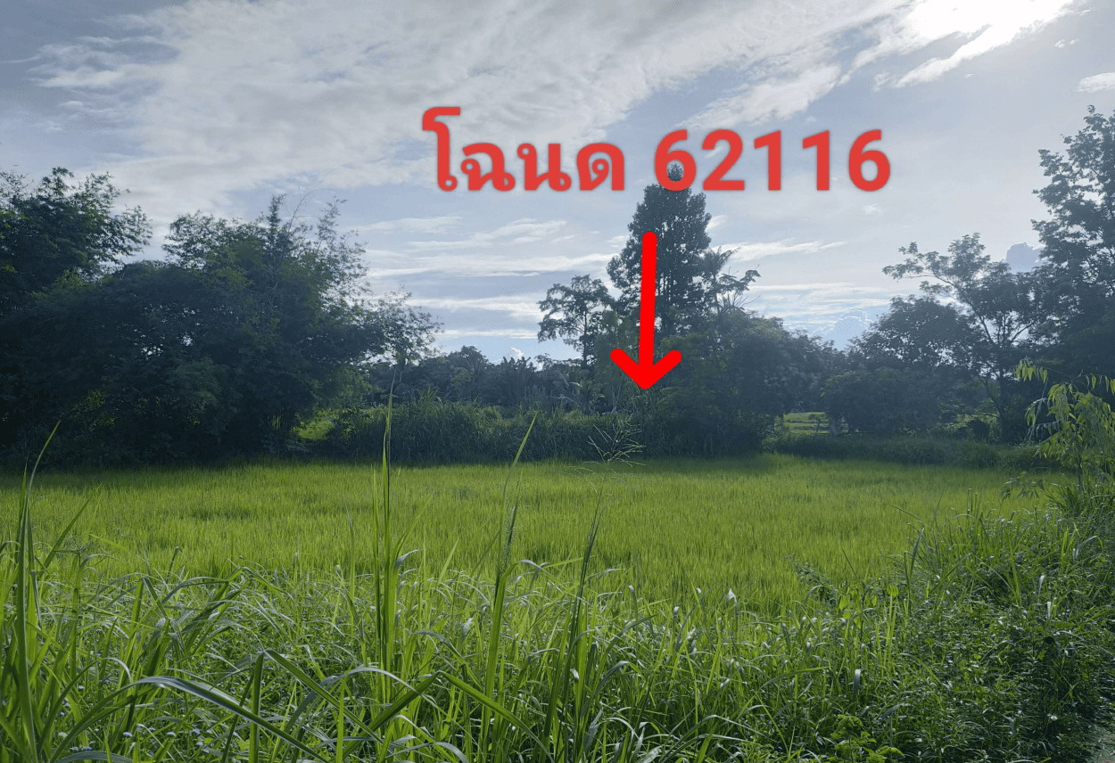 ขายทอดตลาด ที่ดินว่างเปล่า ต.หนองเหล่า อ.ม่วงสามสิบ จ.อุบลราชธานี