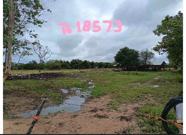 ขายทอดตลาด ที่ดินพร้อมสิ่งปลูกสร้าง ต.กุดชมภู อ.พิบูลมังสาหาร จ.อุบลราชธานี
