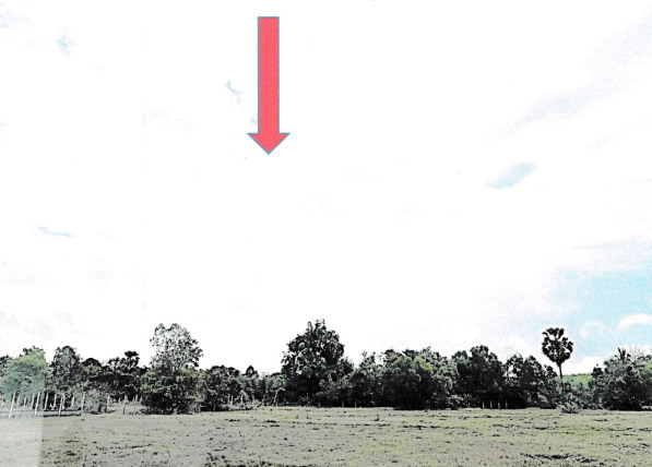 ขายทอดตลาด ที่ดินว่างเปล่า ต.นากลาง อ.สูงเนิน จ.นครราชสีมา