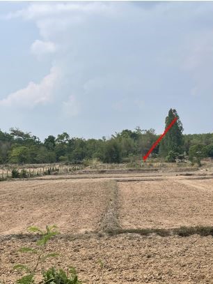 ขายทอดตลาด ที่ดินว่างเปล่า ต.หนองอ้อ อ.หนองวัวซอ จ.อุดรธานี