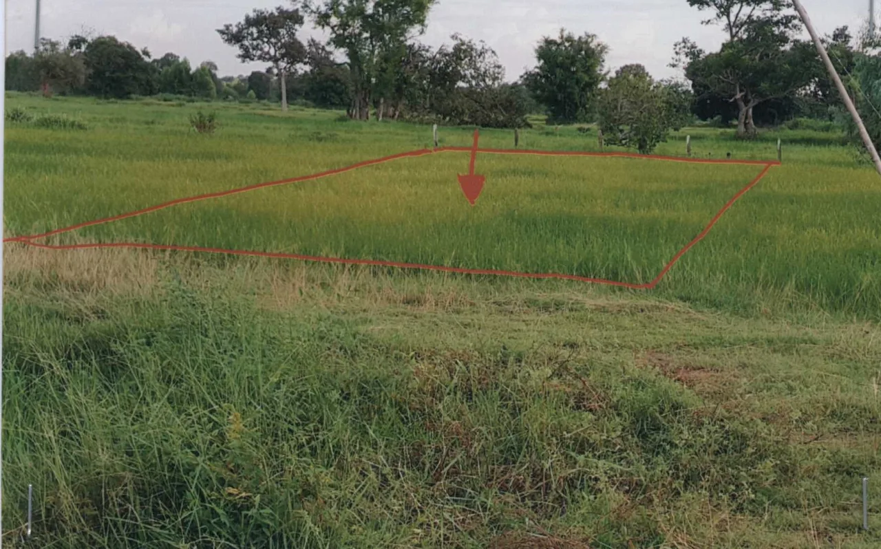 ขายทอดตลาด ที่ดินว่างเปล่า ต.ท่าช้าง อ.สว่างวีระวงศ์ จ.อุบลราชธานี