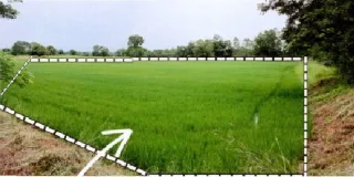 รูปทรัพย์ 2