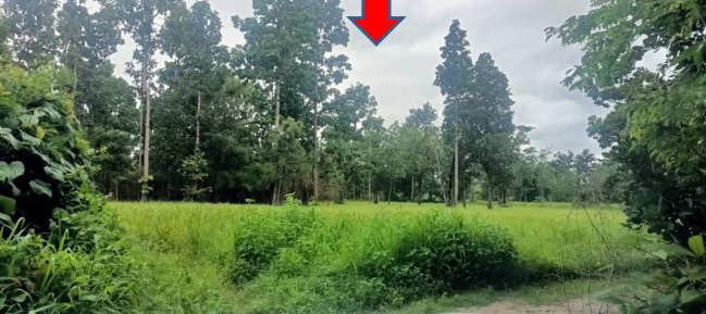 ขายทอดตลาด ที่ดินว่างเปล่า ต.หนองแสงใหญ่ อ.โขงเจียม จ.อุบลราชธานี
