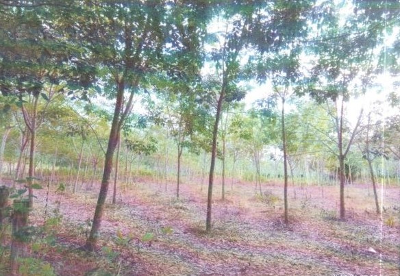 ขายทอดตลาด ที่ดินพร้อมสิ่งปลูกสร้าง ต.นาทราย อ.พิบูลย์รักษ์ จ.อุดรธานี