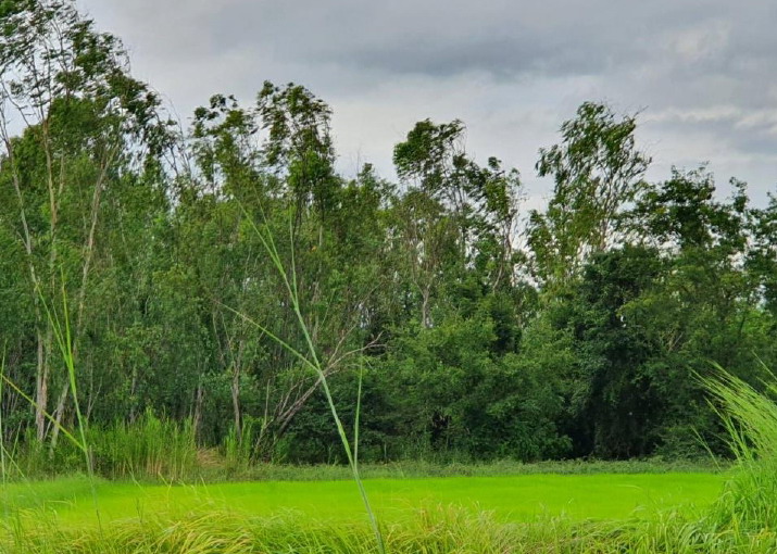 ขายทอดตลาด ที่ดินว่างเปล่า ต.น้ำซึม อ.เมืองอุทัยธานี จ.อุทัยธานี
